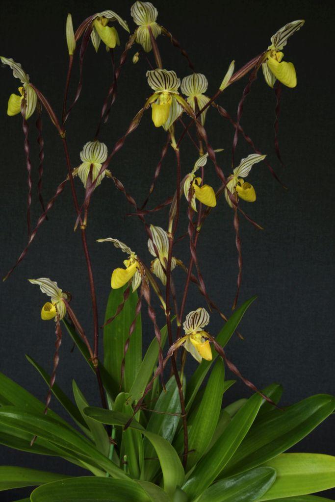 Paphiopedilum philippinense var. roebelenii - photo 2