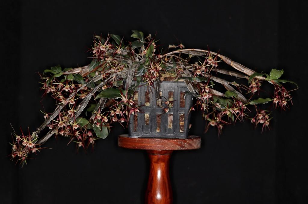 Dendrobium tetragonum subsp. tetragonum