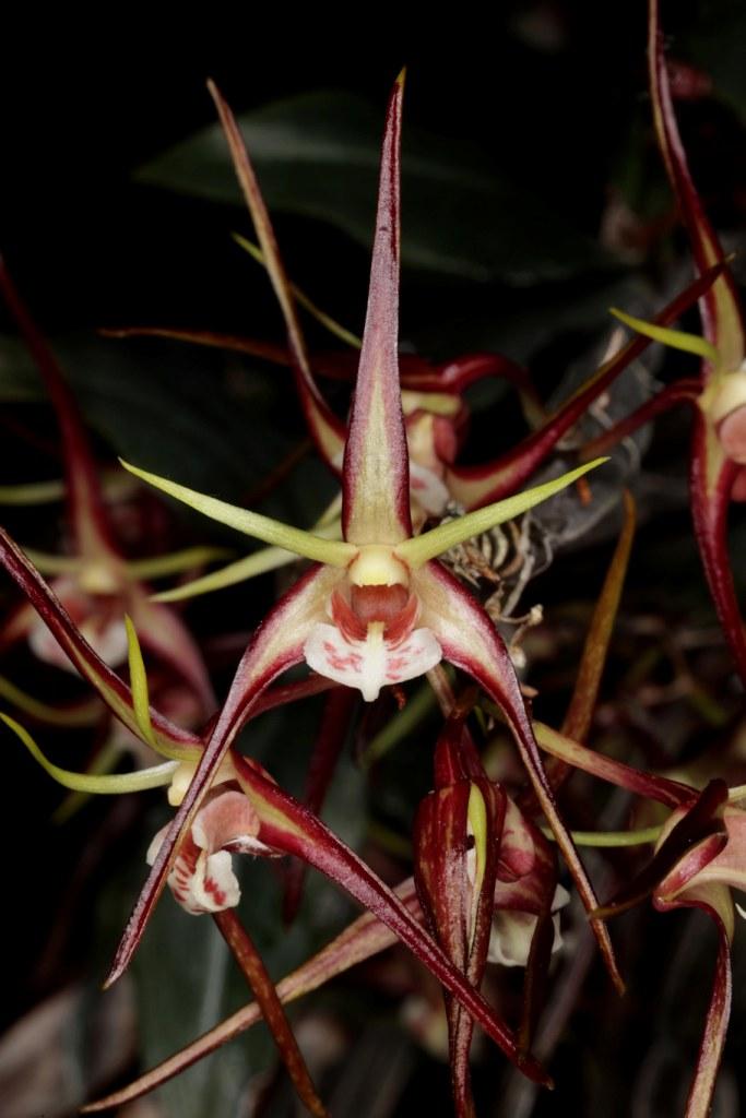 Dendrobium tetragonum subsp. tetragonum