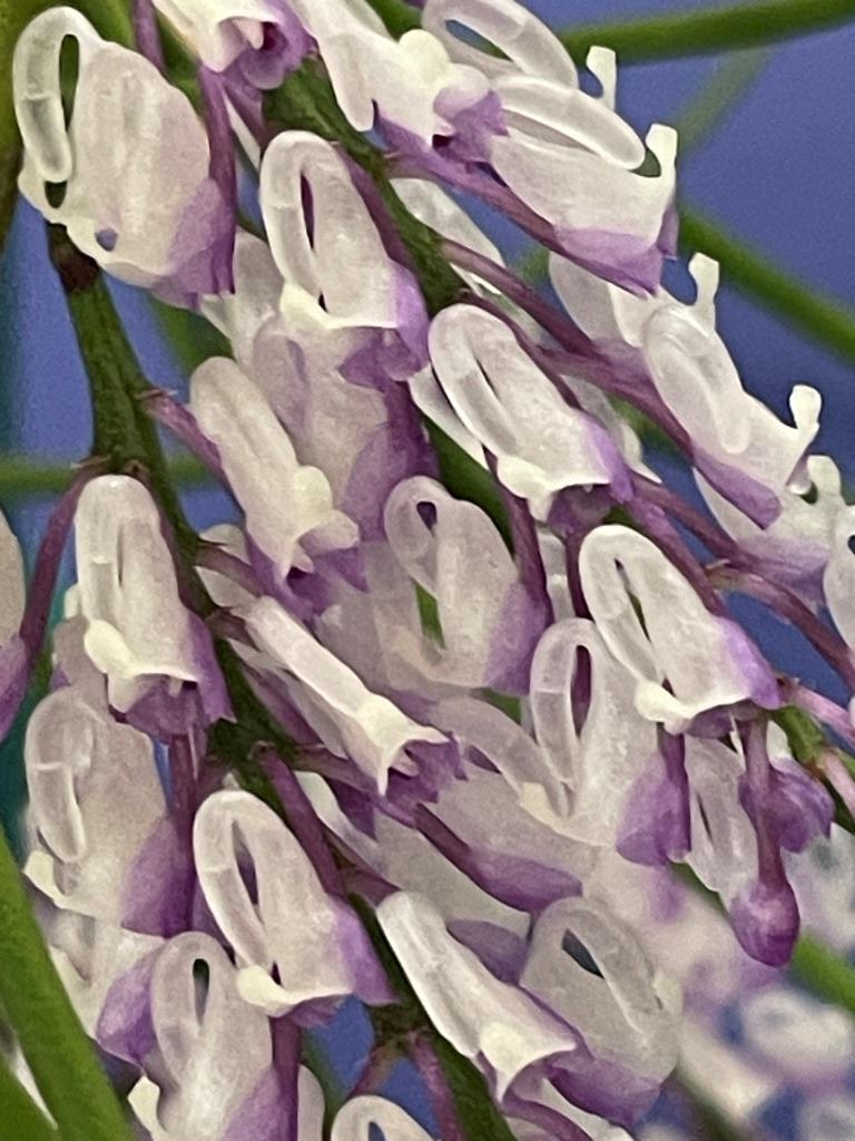 Schoenorchis juncifolia
