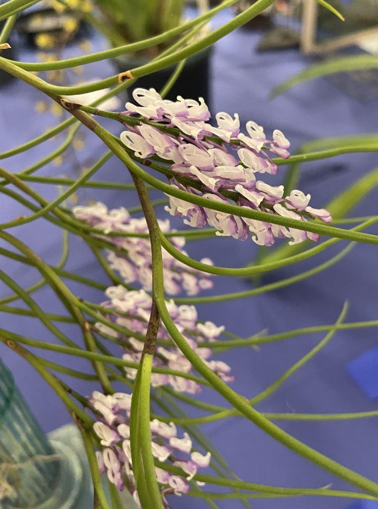 Schoenorchis juncifolia - photo 2