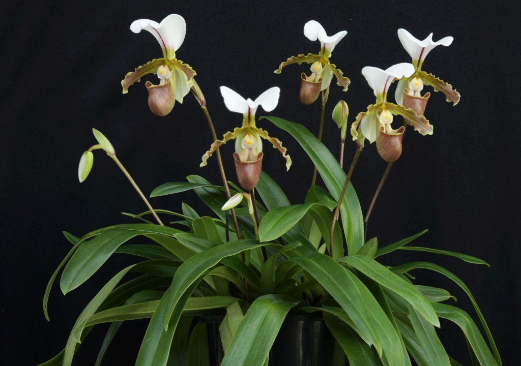 Paph Parthian