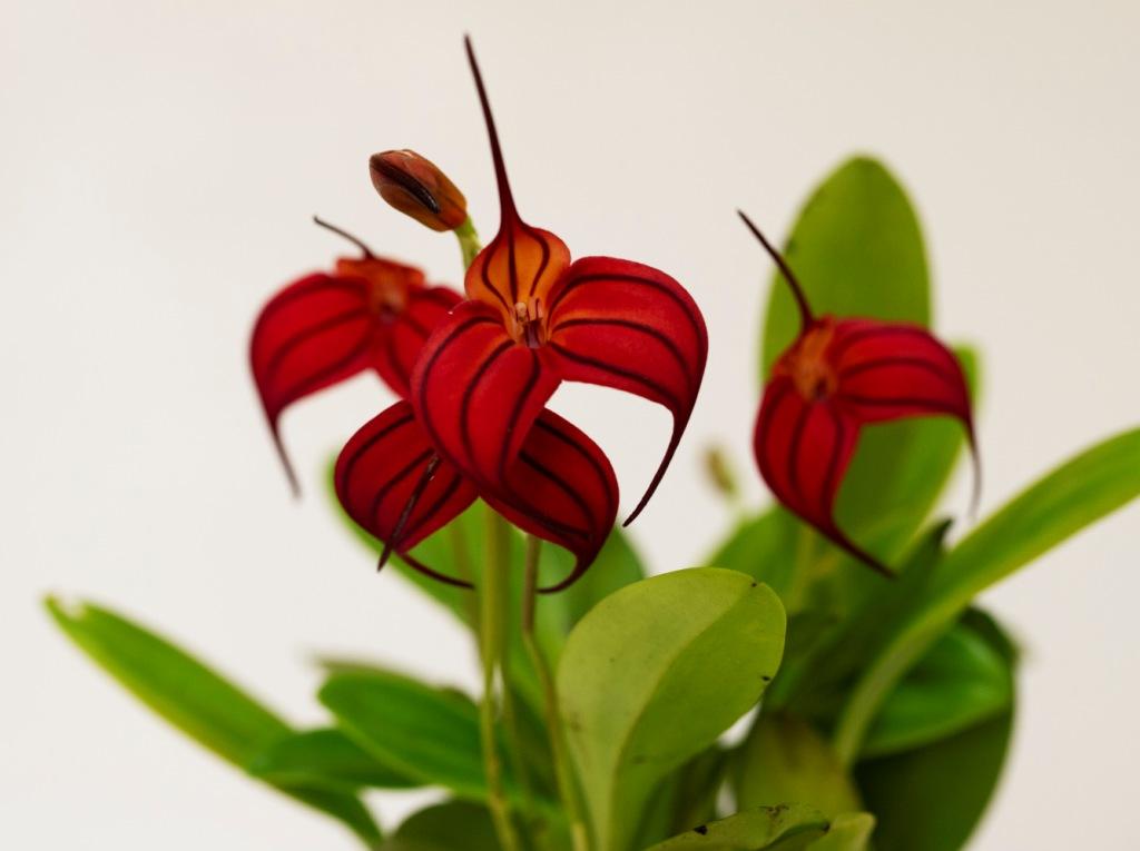 Masdevallia Alan F. Garner - photo 2