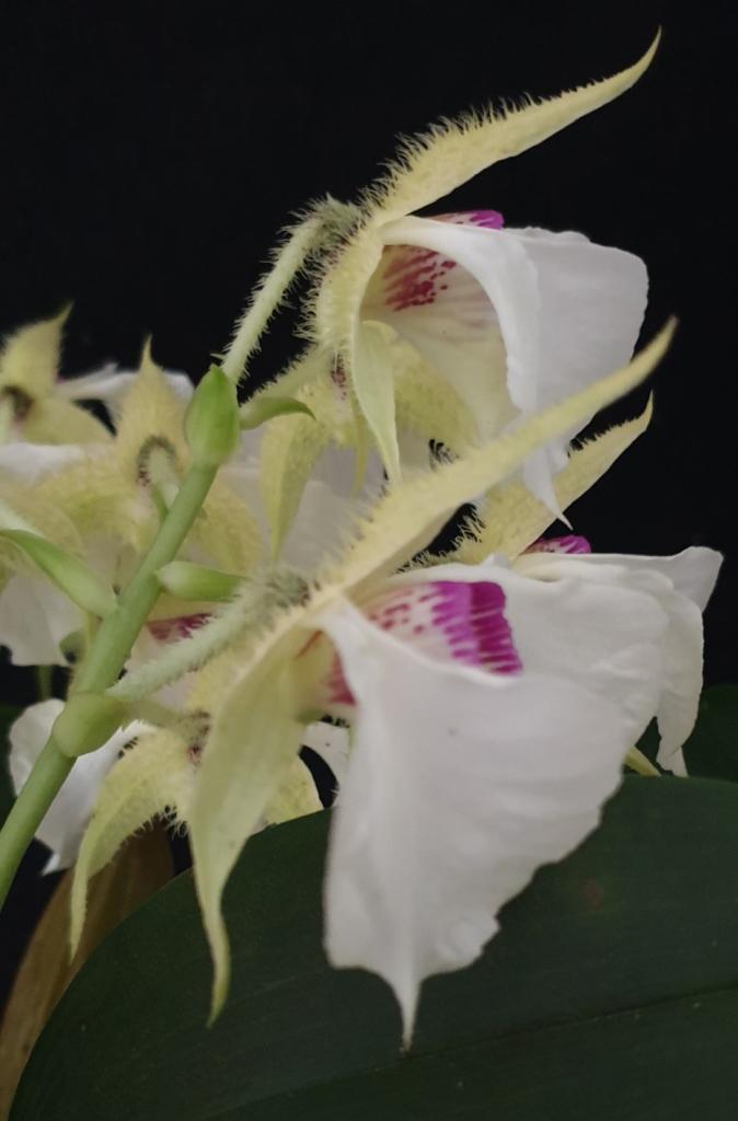 Dendrobium eximium - photo 2