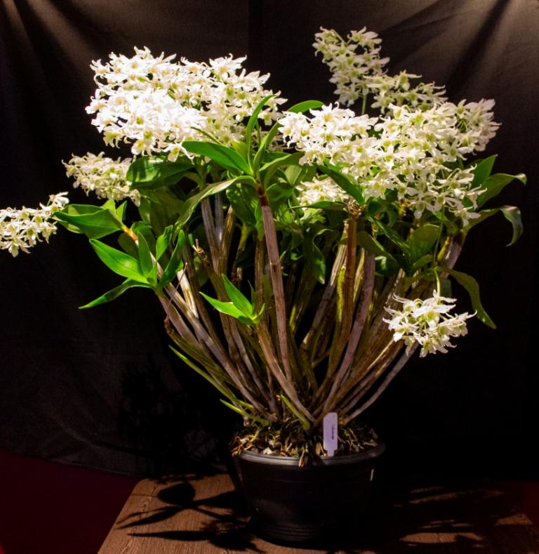 Dendrobium Debonair - photo 2