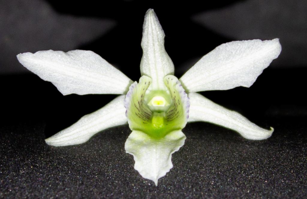 Dendrobium Debonair - photo 2