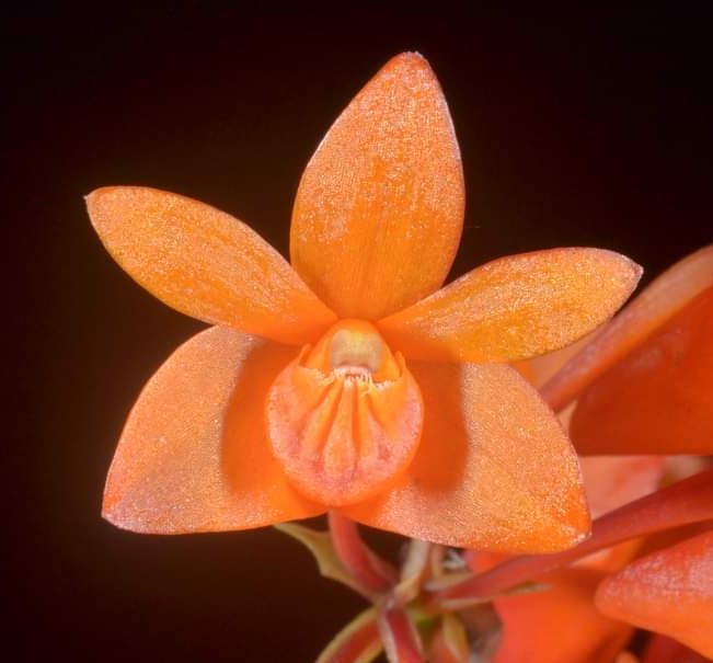 Den Gowan's Tangello