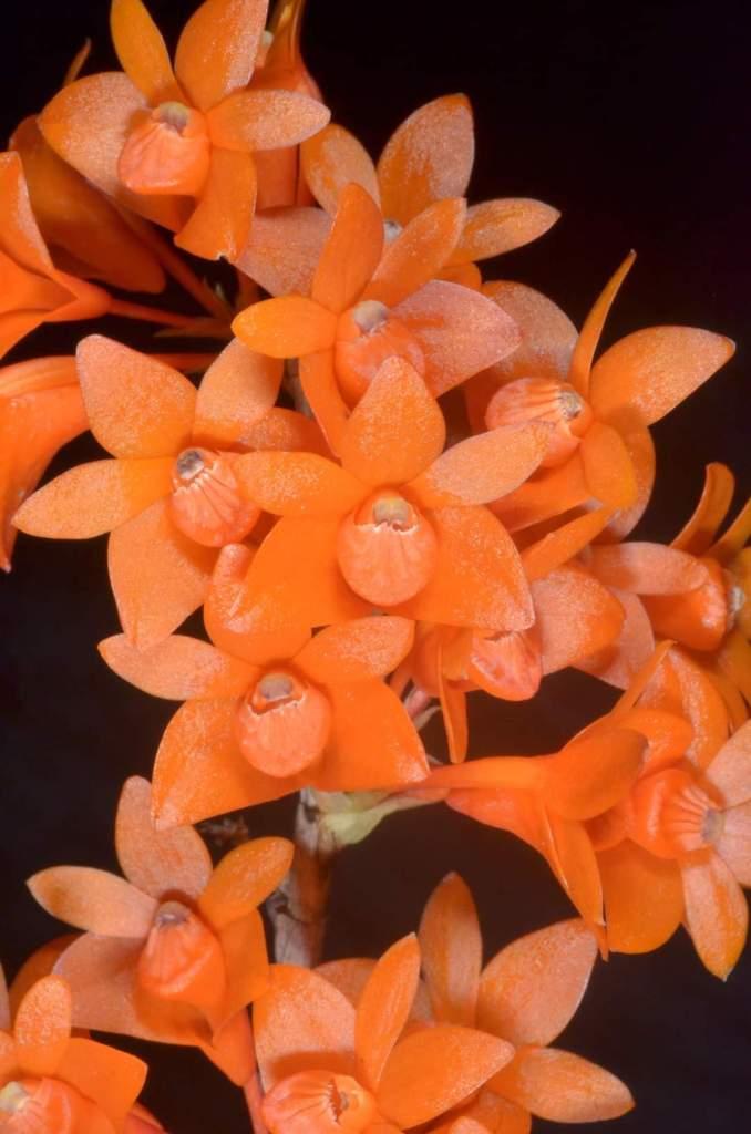 Dendrobium Gowan's Tangello - photo 2