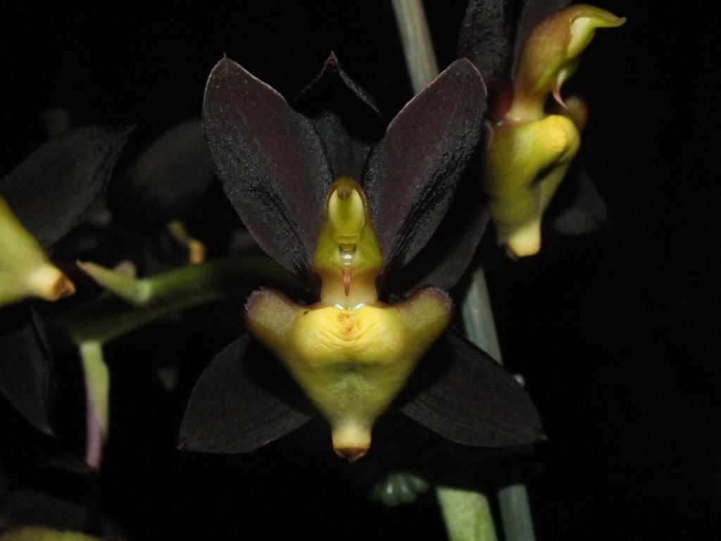 Catasetum tenebrosum 'Jonothan's Regret'