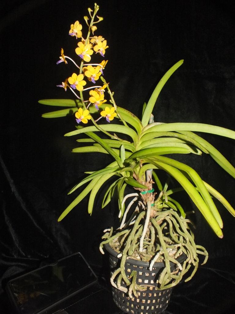 Vanda Little Gem - photo 2