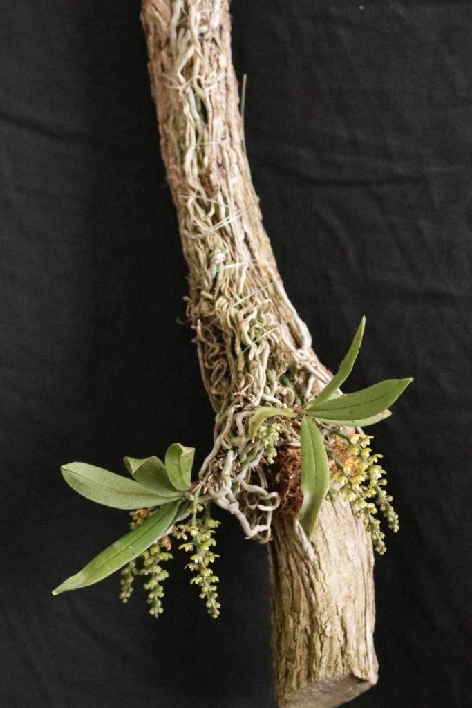 Saccalabiopsis armitii