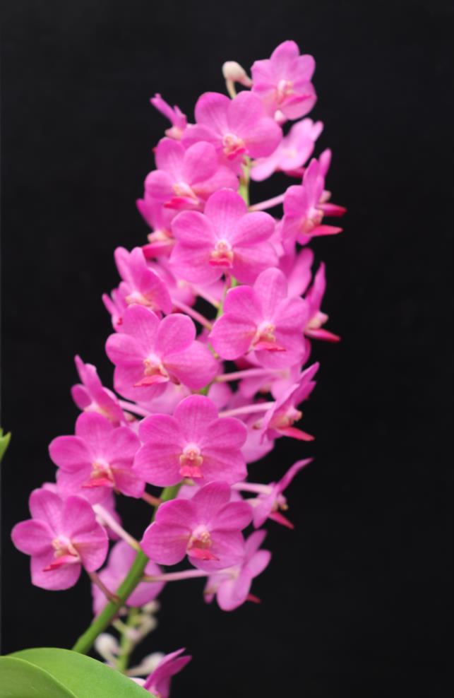 Vanda Pine Rivers - photo 2