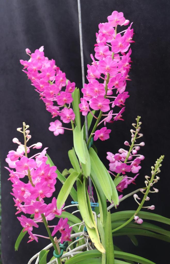 Van Pine Rivers 'Greg Hales'