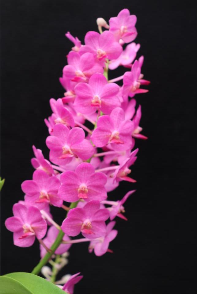 Vanda Pine Rivers 'Greg Hales' - photo 2