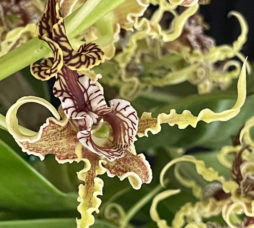 Dendrobium spectabile