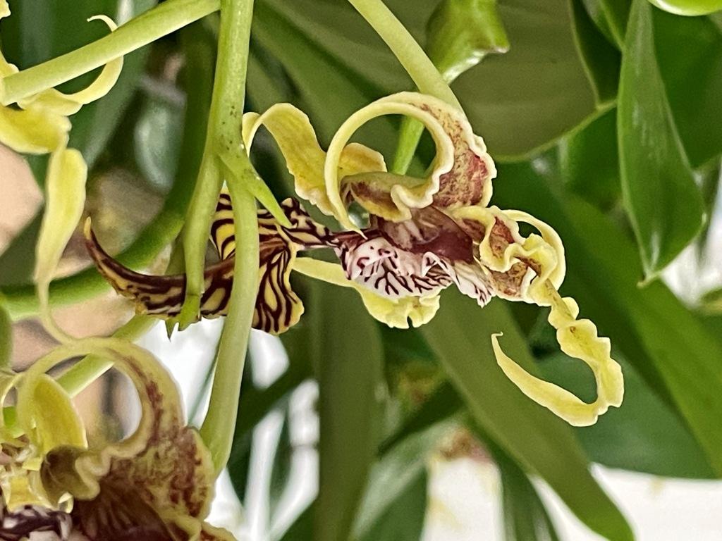 Dendrobium spectabile - photo 2