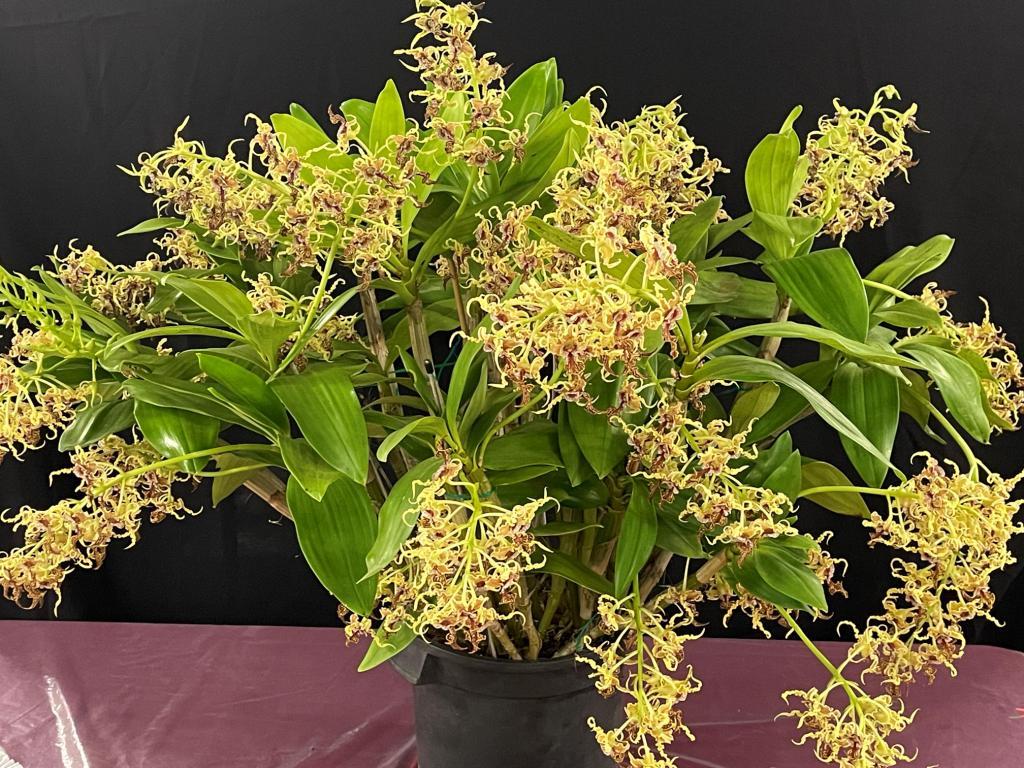 Dendrobium spectabile