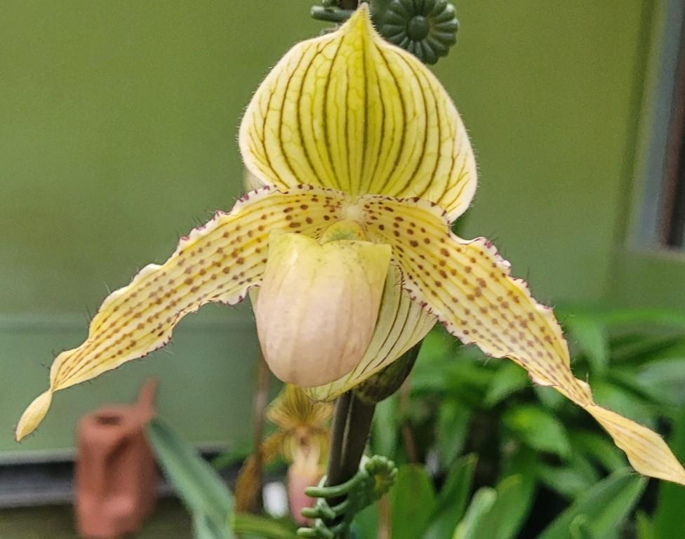 Paph Clifton Booth