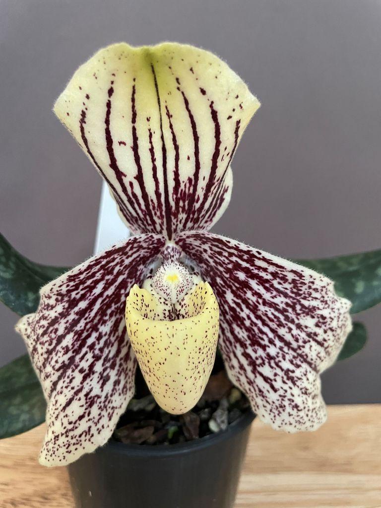 Paphiopedilum myanmaricum