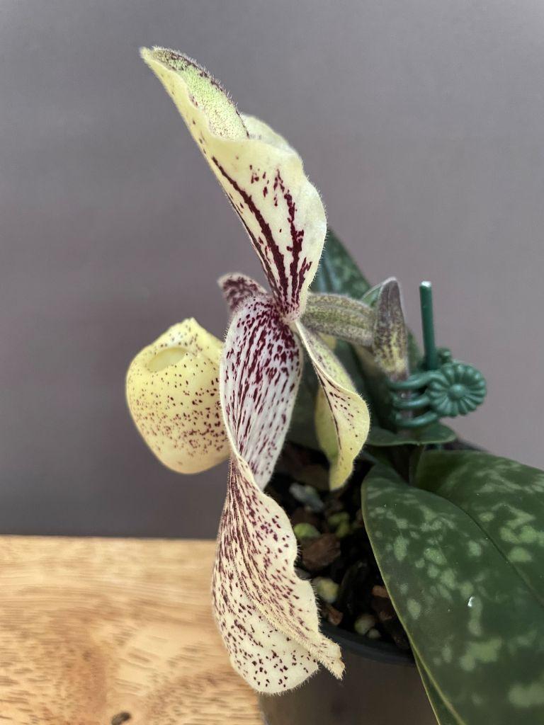 Paphiopedilum myanmaricum - photo 2