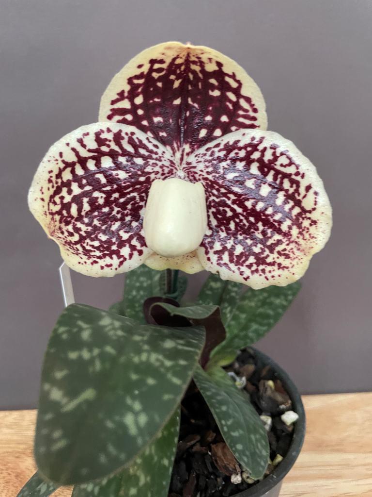 Paphiopedilum leuochilum