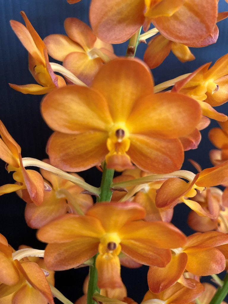 Rhynchovanda W?ssner Mariechen 'Renee's Gold'