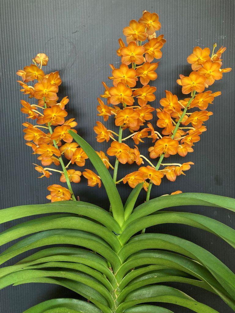 Rhynchovanda W?ssner Mariechen 'Renee's Gold' - photo 2