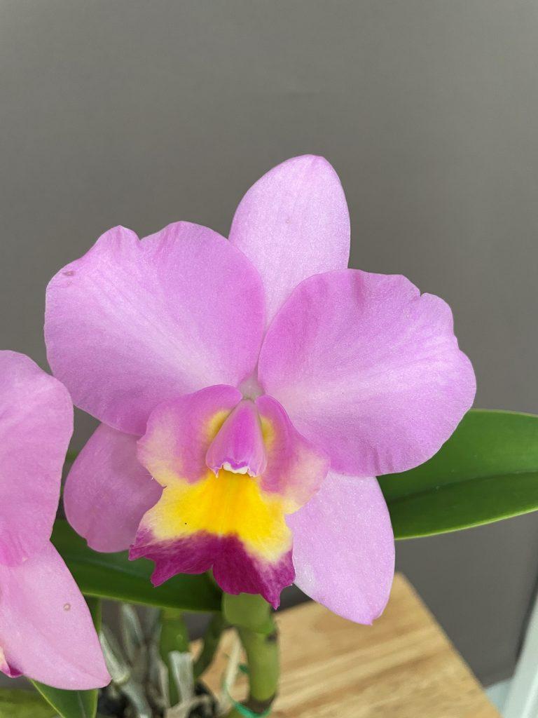 Rth Rosella's Angel Girl