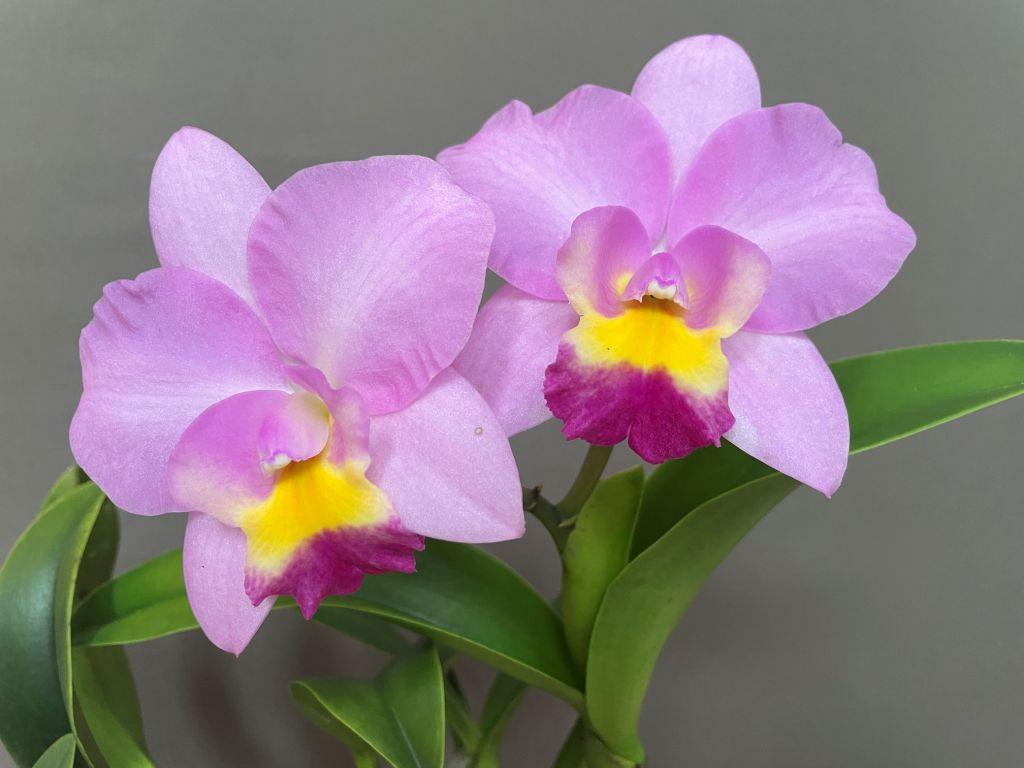 Rhyncattleanthe Rosella's Angel Girl - photo 2