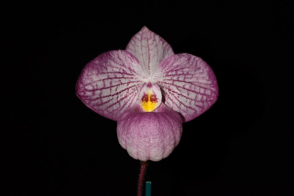 Paph Magic Lantern