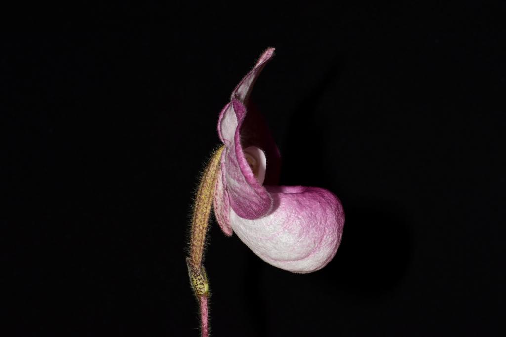 Paphiopedilum Magic Lantern - photo 2