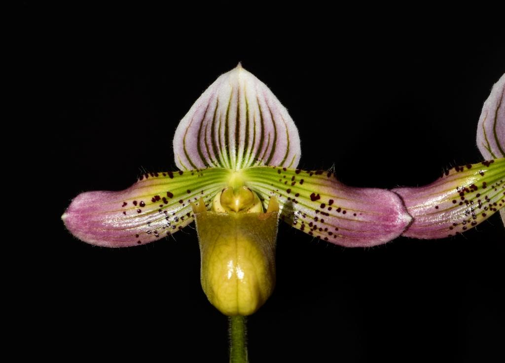 Paphiopedilum acmodontum