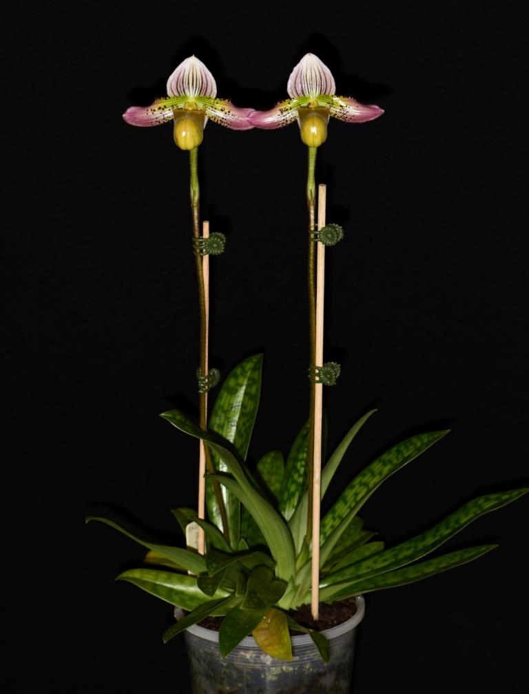 Paphiopedilum acmodontum - photo 2