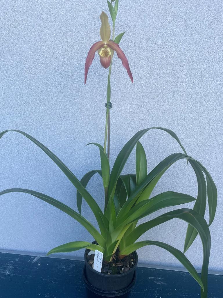 Phragmipedium Fliquet - photo 2