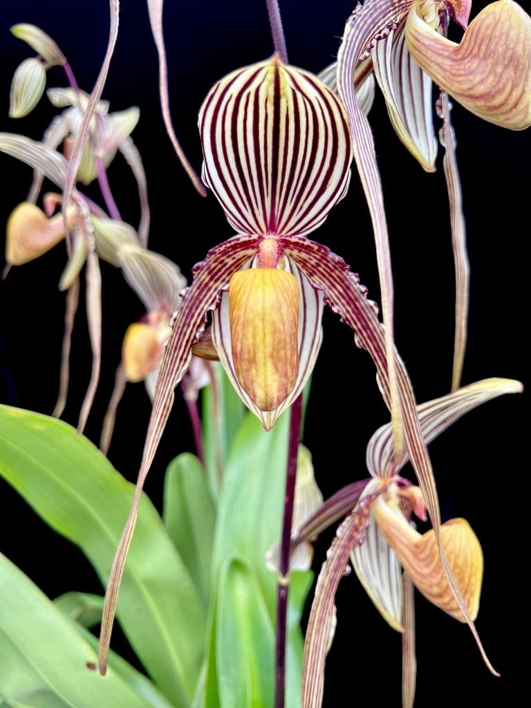 Paph Saint Swithin