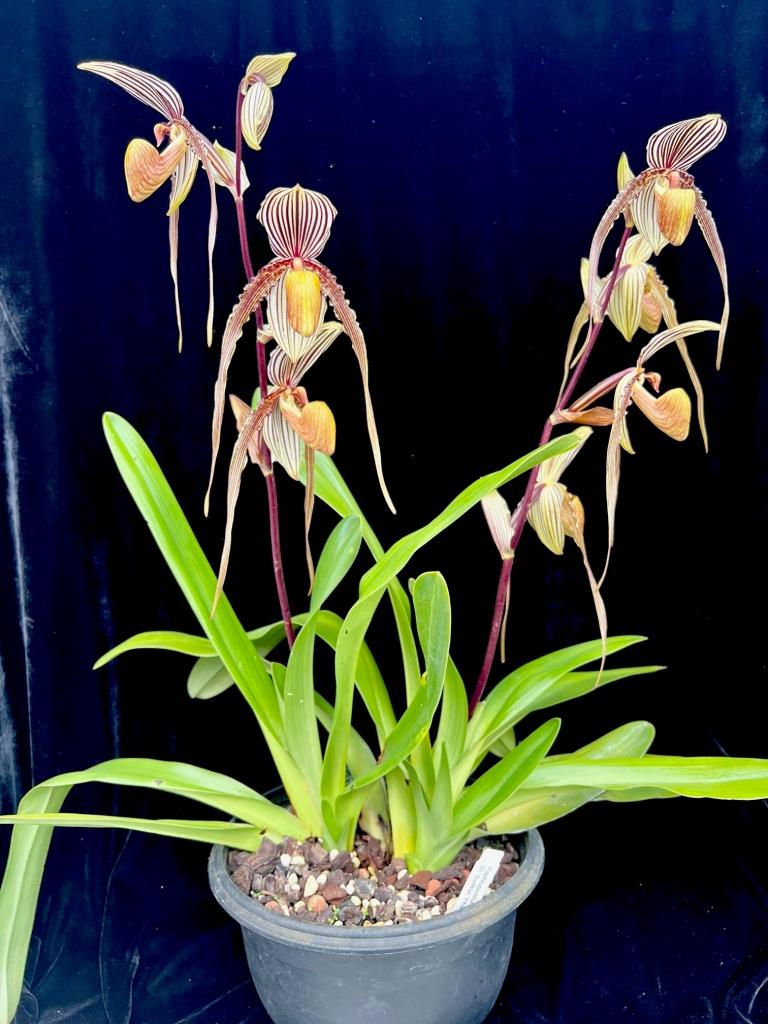 Paphiopedilum Saint Swithin - photo 2