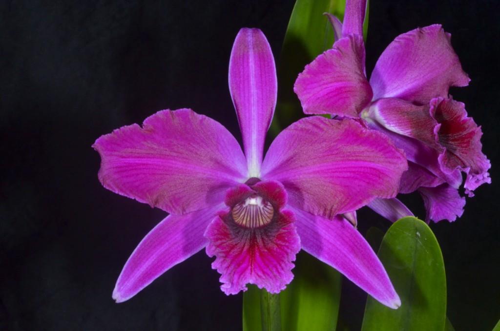 Cattleya purpurata var sanguinea