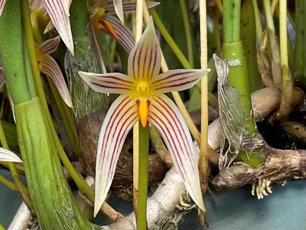 Bulbophyllum affine