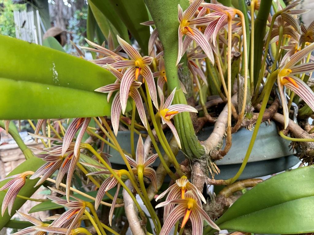Bulbophyllum affine