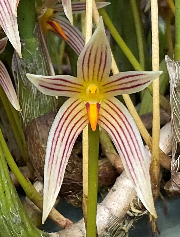 Bulbophyllum affine - photo 2