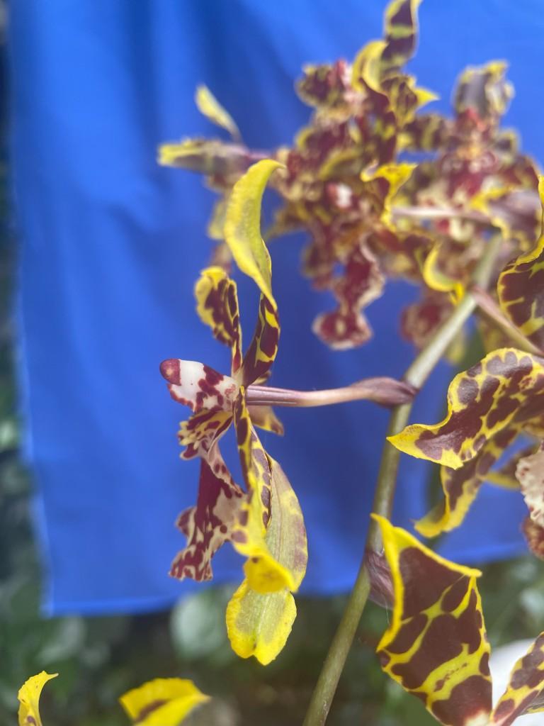 Oncostele Wildcat - photo 2