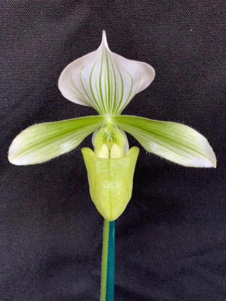 Paphiopedilum purpuratum fm album
