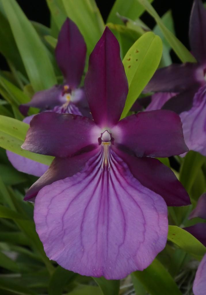 Miltonia moreliana
