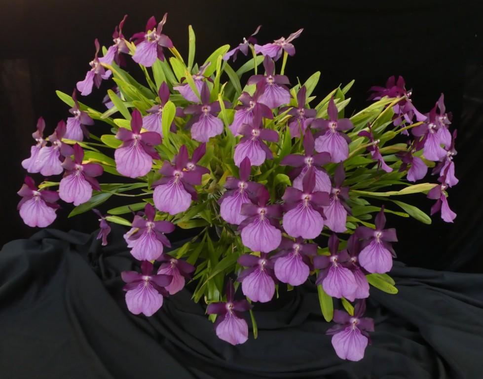 Miltonia moreliana - photo 2