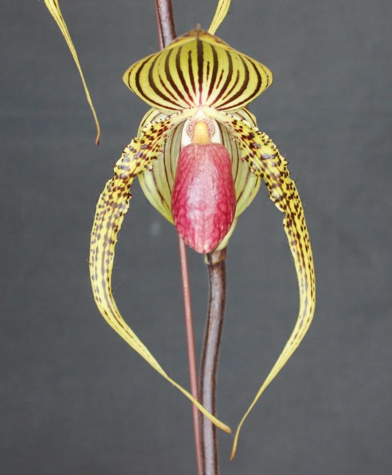 Paph Joan Sanders 'Audrey's Angel'