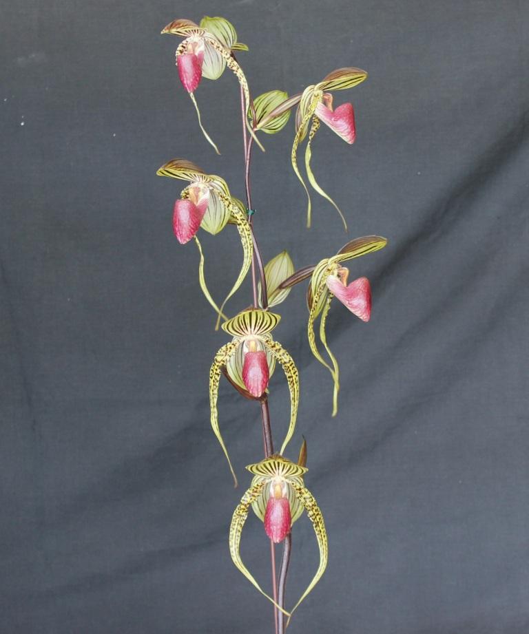 Paphiopedilum Joan Sanders 'Audrey's Angel' - photo 2