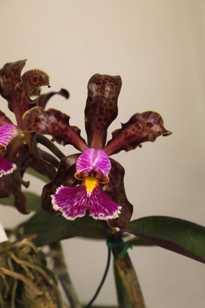 Cattleya schilleriana