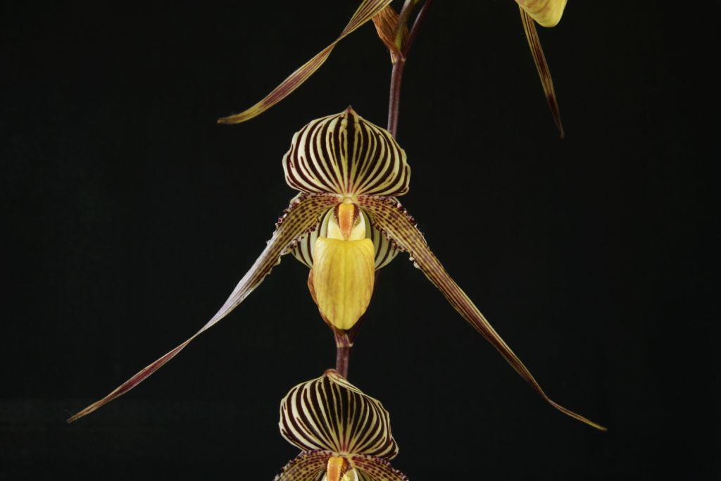 Paph Lady Rothschild