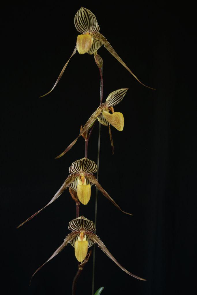 Paphiopedilum Lady Rothschild - photo 2