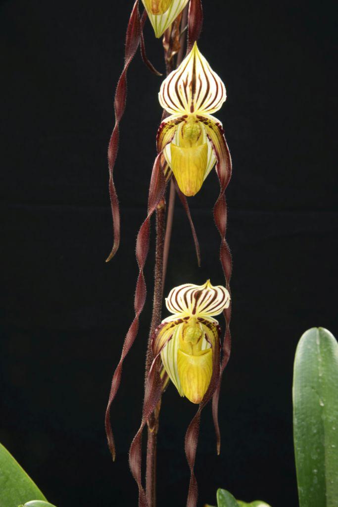 Paphiopedilum philippinense